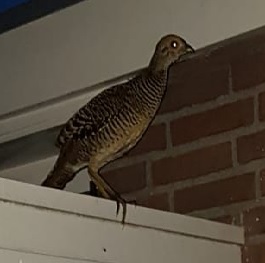 Wat voor vogel is dit?